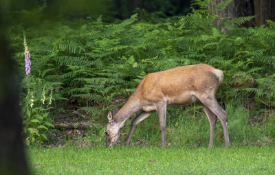 <i class='fa fa-user'></i>&nbsp;ErnovanDoorn&nbsp;|  Edelhert&nbsp; <i class='fa fa-eye'>&nbsp;66</i> &nbsp; <i class='fa fa-comment-o'>&nbsp;2</i>