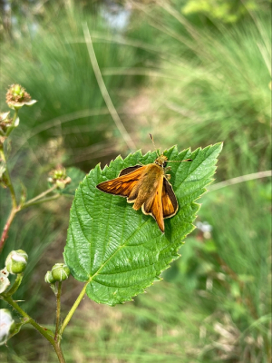 Als beginnend natuur- en dierontdekker had ik het dikkopje nog nooit eerder gezien dus ik was heel blij toen ik dit grote dikkopje voorbij zag komen tijdens een wandeling in het bos.