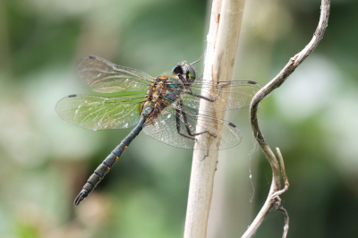 <i class='fa fa-user'></i>&nbsp;Henk Baptist&nbsp;|  Gevlekte Glanslibel&nbsp; <i class='fa fa-eye'>&nbsp;49</i> &nbsp; <i class='fa fa-comment-o'>&nbsp;1</i>