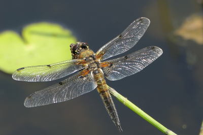 <i class='fa fa-user'></i>&nbsp;frbeuming&nbsp;|  Viervlek&nbsp; <i class='fa fa-eye'>&nbsp;46</i> &nbsp; <i class='fa fa-comment-o'>&nbsp;2</i>