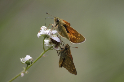 <i class='fa fa-user'></i>&nbsp;KrisvdWijk&nbsp;|  Groot Dikkopje&nbsp; <i class='fa fa-eye'>&nbsp;48</i> &nbsp;<i class='fa fa-thumbs-up'>&nbsp;2</i> &nbsp; <i class='fa fa-comment-o'>&nbsp;1</i>