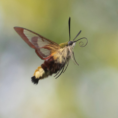 Hemaris fuciformis / Glasvleugelpijlstaart / Broad-bordered Bee Hawk-moth