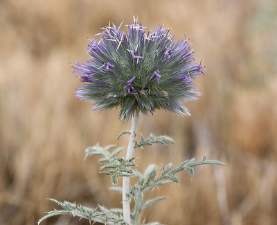 <i class='fa fa-user'></i>&nbsp;Paul Vandebroek&nbsp;|  Beklierde Kogeldistel&nbsp; <i class='fa fa-eye'>&nbsp;52</i> &nbsp;<i class='fa fa-thumbs-up'>&nbsp;3</i> &nbsp; <i class='fa fa-comment-o'>&nbsp;5</i>