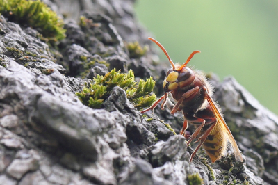 Zag een paar Hoornaars uit een gat van een boorm komen. Even staan kijken naar het in- en uitvliegen van een w.s. nest. Deze ging even net naast de opening zitten.