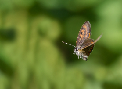 <i class='fa fa-user'></i>&nbsp;Jurgen Maassen&nbsp;|  Blauwe Vuurvlinder&nbsp; <i class='fa fa-eye'>&nbsp;82</i> &nbsp;<i class='fa fa-thumbs-up'>&nbsp;5</i> &nbsp; <i class='fa fa-comment-o'>&nbsp;7</i>