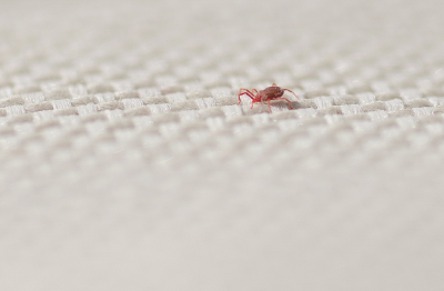 <i class='fa fa-user'></i>&nbsp;Truus Aletta Maan&nbsp;|  Anystis cf. baccarum&nbsp; <i class='fa fa-eye'>&nbsp;72</i> &nbsp; <i class='fa fa-comment-o'>&nbsp;7</i>