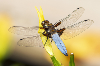 <i class='fa fa-user'></i>&nbsp;Bertus&nbsp;|  Platbuik&nbsp; <i class='fa fa-eye'>&nbsp;52</i> &nbsp;<i class='fa fa-thumbs-up'>&nbsp;3</i> &nbsp; <i class='fa fa-comment-o'>&nbsp;5</i>