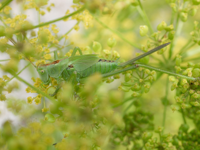 <i class='fa fa-user'></i>&nbsp;Tim Oord&nbsp;|  Grote Groene Sabelsprinkhaan&nbsp; <i class='fa fa-eye'>&nbsp;54</i> &nbsp;<i class='fa fa-thumbs-up'>&nbsp;3</i> &nbsp; <i class='fa fa-comment-o'>&nbsp;6</i>