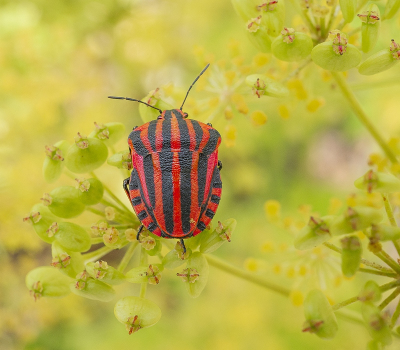 <i class='fa fa-user'></i>&nbsp;Tim Oord&nbsp;|  Pyjamaschildwants&nbsp; <i class='fa fa-eye'>&nbsp;54</i> &nbsp;<i class='fa fa-thumbs-up'>&nbsp;5</i> &nbsp; <i class='fa fa-comment-o'>&nbsp;4</i>