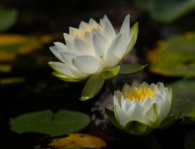 <i class='fa fa-user'></i>&nbsp;Tim Oord&nbsp;|  Witte Waterlelie&nbsp; <i class='fa fa-eye'>&nbsp;52</i> &nbsp; <i class='fa fa-comment-o'>&nbsp;4</i>