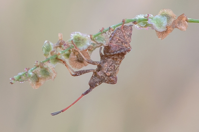 <i class='fa fa-user'></i>&nbsp;Johan van Gurp&nbsp;|  Zuringrandwants&nbsp; <i class='fa fa-eye'>&nbsp;62</i> &nbsp;<i class='fa fa-thumbs-up'>&nbsp;4</i> &nbsp; <i class='fa fa-comment-o'>&nbsp;2</i>