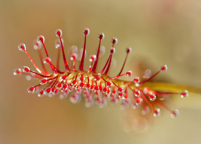 <i class='fa fa-user'></i>&nbsp;Nel R&nbsp;|  Kleine Zonnedauw&nbsp; <i class='fa fa-eye'>&nbsp;65</i> &nbsp;<i class='fa fa-thumbs-up'>&nbsp;11</i> &nbsp; <i class='fa fa-comment-o'>&nbsp;9</i>