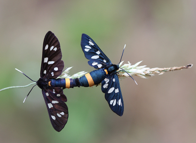 <i class='fa fa-user'></i>&nbsp;Paul Vandebroek&nbsp;|  Phegeavlinder&nbsp; <i class='fa fa-eye'>&nbsp;99</i> &nbsp;<i class='fa fa-thumbs-up'>&nbsp;9</i> &nbsp; <i class='fa fa-comment-o'>&nbsp;5</i>