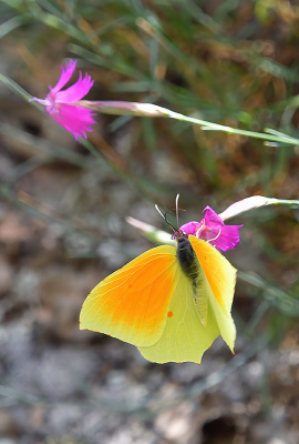 <i class='fa fa-user'></i>&nbsp;josephine&nbsp;|  Cleopatra&nbsp; <i class='fa fa-eye'>&nbsp;91</i> &nbsp;<i class='fa fa-thumbs-up'>&nbsp;4</i> &nbsp; <i class='fa fa-comment-o'>&nbsp;6</i>