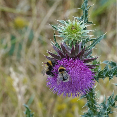 <i class='fa fa-user'></i>&nbsp;ko katsman&nbsp;|  Tuinhommel&nbsp; <i class='fa fa-eye'>&nbsp;48</i> &nbsp; <i class='fa fa-comment-o'>&nbsp;0</i>