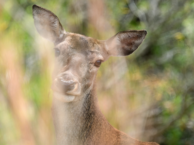 Zonder uitzondering ga je in het park de edelherten zien, belachelijk benaderbaar. De bordjes met het verzoek ze niet te voeren zijn inmiddels vervangen door waarschuwingen voor forse boetes - de natuurbeheerders zijn het meer dan zat dat de dagjesmensen allemaal samen met zo'n hert op de foto moeten. Ook dit exemplaar had totaal geen moeite met de lens die uit het autoraampje stak. Da's niet leuk natuurlijk!