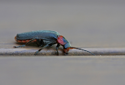 <i class='fa fa-user'></i>&nbsp;Cor&nbsp;|  Zwartpootsoldaatje&nbsp; <i class='fa fa-eye'>&nbsp;49</i> &nbsp;<i class='fa fa-thumbs-up'>&nbsp;2</i> &nbsp; <i class='fa fa-comment-o'>&nbsp;5</i>