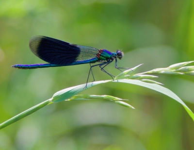 <i class='fa fa-user'></i>&nbsp;jeb&nbsp;|  Weidebeekjuffer&nbsp; <i class='fa fa-eye'>&nbsp;68</i> &nbsp;<i class='fa fa-thumbs-up'>&nbsp;2</i> &nbsp; <i class='fa fa-comment-o'>&nbsp;2</i>