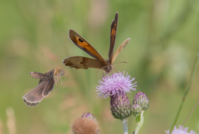 <i class='fa fa-user'></i>&nbsp;Marie-Jos� Boon&nbsp;|  Bruin Zandoogje&nbsp; <i class='fa fa-eye'>&nbsp;56</i> &nbsp; <i class='fa fa-comment-o'>&nbsp;2</i>