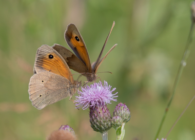 <i class='fa fa-user'></i>&nbsp;Marie-Jos� Boon&nbsp;|  Bruin Zandoogje&nbsp; <i class='fa fa-eye'>&nbsp;62</i> &nbsp; <i class='fa fa-comment-o'>&nbsp;3</i>