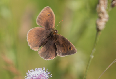 <i class='fa fa-user'></i>&nbsp;Marie-Jos� Boon&nbsp;|  Bruin Zandoogje&nbsp; <i class='fa fa-eye'>&nbsp;62</i> &nbsp; <i class='fa fa-comment-o'>&nbsp;4</i>