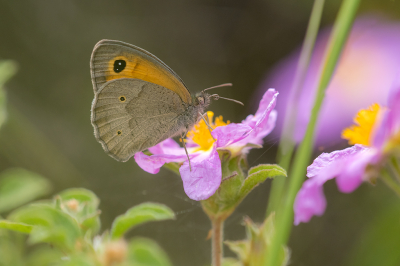 <i class='fa fa-user'></i>&nbsp;Willem Verhagen&nbsp;|  Levant Bruin Zandoogje&nbsp; <i class='fa fa-eye'>&nbsp;59</i> &nbsp; <i class='fa fa-comment-o'>&nbsp;3</i>