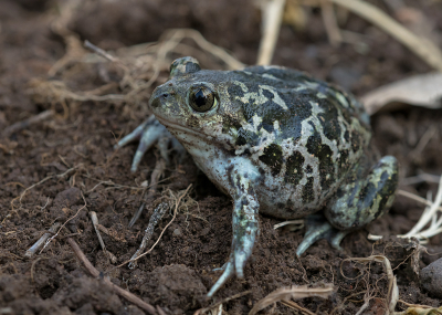 <i class='fa fa-user'></i>&nbsp;Willem Verhagen&nbsp;|  Syrische Knoflookpad&nbsp; <i class='fa fa-eye'>&nbsp;89</i> &nbsp;<i class='fa fa-thumbs-up'>&nbsp;3</i> &nbsp; <i class='fa fa-comment-o'>&nbsp;5</i>