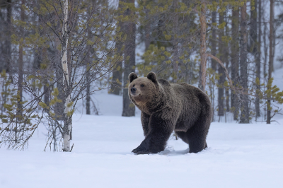 <i class='fa fa-user'></i>&nbsp;Luc Meert&nbsp;|  Bruine Beer&nbsp; <i class='fa fa-eye'>&nbsp;120</i> &nbsp;<i class='fa fa-thumbs-up'>&nbsp;4</i> &nbsp; <i class='fa fa-comment-o'>&nbsp;2</i>