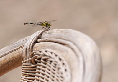 <i class='fa fa-user'></i>&nbsp;Jurgen Maassen&nbsp;|  Kleine Tanglibel&nbsp; <i class='fa fa-eye'>&nbsp;77</i> &nbsp;<i class='fa fa-thumbs-up'>&nbsp;1</i> &nbsp; <i class='fa fa-comment-o'>&nbsp;3</i>