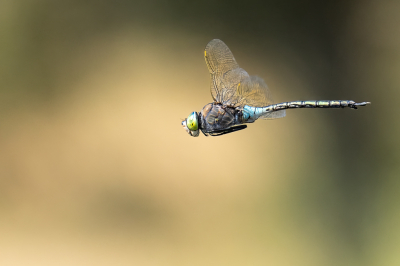 Vliegende libellen fotograferen is altijd weer een uitdaging, meestal lukt het niet, maar af en toe is het bingo en dan is het ook nog eens leuk om te ontdekken dat ik een Zuidelijke Keizerlibel voor de lens had.