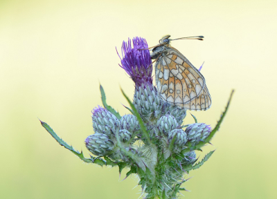 <i class='fa fa-user'></i>&nbsp;koekieman&nbsp;|  Ringoogparelmoervlinder&nbsp; <i class='fa fa-eye'>&nbsp;86</i> &nbsp;<i class='fa fa-thumbs-up'>&nbsp;4</i> &nbsp; <i class='fa fa-comment-o'>&nbsp;6</i>