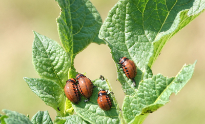 <i class='fa fa-user'></i>&nbsp;nelappelmelk&nbsp;|  Coloradokever&nbsp; <i class='fa fa-eye'>&nbsp;61</i> &nbsp;<i class='fa fa-thumbs-up'>&nbsp;1</i> &nbsp; <i class='fa fa-comment-o'>&nbsp;3</i>