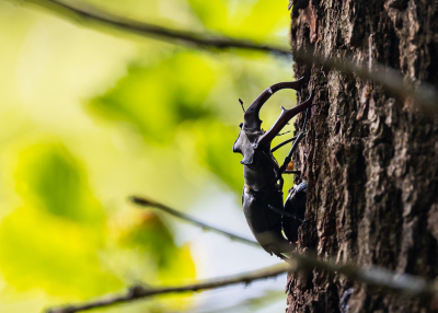 <i class='fa fa-user'></i>&nbsp;David&nbsp;|  Vliegend Hert&nbsp; <i class='fa fa-eye'>&nbsp;82</i> &nbsp; <i class='fa fa-comment-o'>&nbsp;2</i>