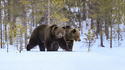 <i class='fa fa-user'></i>&nbsp;Luc Meert&nbsp;|  Bruine Beer&nbsp; <i class='fa fa-eye'>&nbsp;110</i> &nbsp;<i class='fa fa-thumbs-up'>&nbsp;4</i> &nbsp; <i class='fa fa-comment-o'>&nbsp;2</i>
