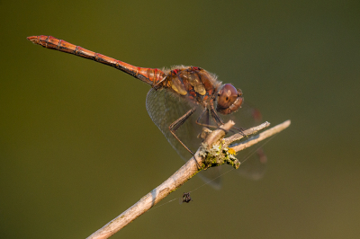 <i class='fa fa-user'></i>&nbsp;Willem Verhagen&nbsp;|  Bruinrode Heidelibel&nbsp; <i class='fa fa-eye'>&nbsp;87</i> &nbsp;<i class='fa fa-thumbs-up'>&nbsp;5</i> &nbsp; <i class='fa fa-comment-o'>&nbsp;7</i>