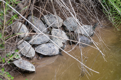 <i class='fa fa-user'></i> Willem Verhagen | Balkanbeekschildpad  <i class='fa fa-eye'> 80</i>  <i class='fa fa-thumbs-up'> 1</i>   <i class='fa fa-comment-o'> 5</i>