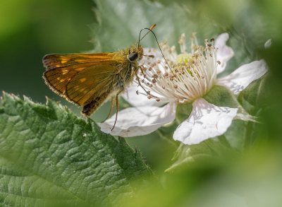 <i class='fa fa-user'></i>&nbsp;Tim Oord&nbsp;|  Groot Dikkopje&nbsp; <i class='fa fa-eye'>&nbsp;63</i> &nbsp;<i class='fa fa-thumbs-up'>&nbsp;4</i> &nbsp; <i class='fa fa-comment-o'>&nbsp;3</i>