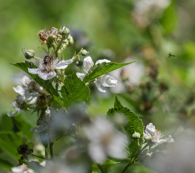 <i class='fa fa-user'></i>&nbsp;Tim Oord&nbsp;|  Gewone Braam&nbsp; <i class='fa fa-eye'>&nbsp;50</i> &nbsp; <i class='fa fa-comment-o'>&nbsp;0</i>