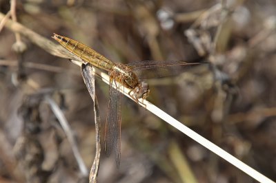 <i class='fa fa-user'></i>&nbsp;kooyammers&nbsp;|  Vuurlibel&nbsp; <i class='fa fa-eye'>&nbsp;60</i> &nbsp; <i class='fa fa-comment-o'>&nbsp;0</i>