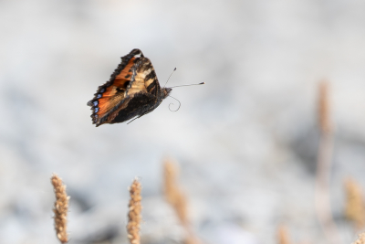 <i class='fa fa-user'></i>&nbsp;Marie-Jos� Boon&nbsp;|  Kleine Vos&nbsp; <i class='fa fa-eye'>&nbsp;79</i> &nbsp; <i class='fa fa-comment-o'>&nbsp;4</i>