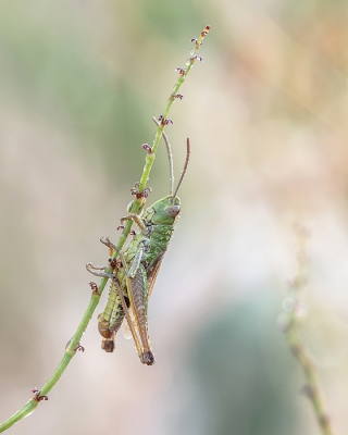 <i class='fa fa-user'></i>&nbsp;Johan van Gurp&nbsp;|  Krasser&nbsp; <i class='fa fa-eye'>&nbsp;68</i> &nbsp;<i class='fa fa-thumbs-up'>&nbsp;2</i> &nbsp; <i class='fa fa-comment-o'>&nbsp;3</i>