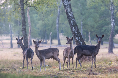 <i class='fa fa-user'></i>&nbsp;David&nbsp;|  Damhert&nbsp; <i class='fa fa-eye'>&nbsp;85</i> &nbsp;<i class='fa fa-thumbs-up'>&nbsp;1</i> &nbsp; <i class='fa fa-comment-o'>&nbsp;3</i>