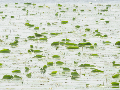 <i class='fa fa-user'></i>&nbsp;Truus Aletta Maan&nbsp;|  Witte Waterlelie&nbsp; <i class='fa fa-eye'>&nbsp;86</i> &nbsp;<i class='fa fa-thumbs-up'>&nbsp;1</i> &nbsp; <i class='fa fa-comment-o'>&nbsp;3</i>