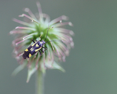 <i class='fa fa-user'></i>&nbsp;Paul Vandebroek&nbsp;|  Zesvlekprachtblindwants&nbsp; <i class='fa fa-eye'>&nbsp;69</i> &nbsp;<i class='fa fa-thumbs-up'>&nbsp;3</i> &nbsp; <i class='fa fa-comment-o'>&nbsp;7</i>