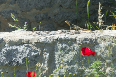 <i class='fa fa-user'></i>&nbsp;Willem Verhagen&nbsp;|  Hardoen&nbsp; <i class='fa fa-eye'>&nbsp;99</i> &nbsp;<i class='fa fa-thumbs-up'>&nbsp;1</i> &nbsp; <i class='fa fa-comment-o'>&nbsp;2</i>