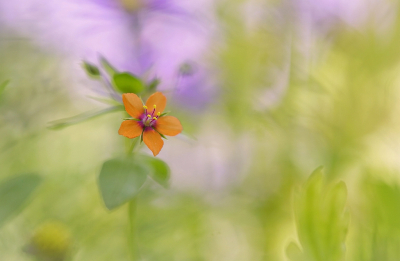 <i class='fa fa-user'></i>&nbsp;Nel R&nbsp;|  Rood Guichelheil&nbsp; <i class='fa fa-eye'>&nbsp;87</i> &nbsp;<i class='fa fa-thumbs-up'>&nbsp;6</i> &nbsp; <i class='fa fa-comment-o'>&nbsp;6</i>