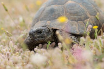 <i class='fa fa-user'></i> Willem Verhagen | Moorse Landschildpad  <i class='fa fa-eye'> 73</i>  <i class='fa fa-thumbs-up'> 3</i>   <i class='fa fa-comment-o'> 0</i>