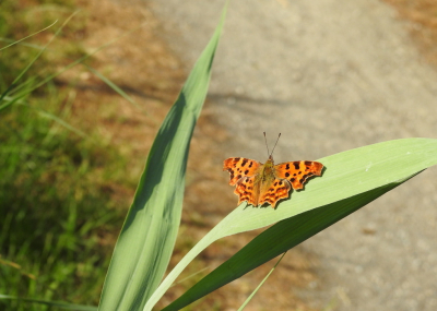 <i class='fa fa-user'></i>&nbsp;Jovanzo&nbsp;|  Gehakkelde Aurelia&nbsp; <i class='fa fa-eye'>&nbsp;74</i> &nbsp;<i class='fa fa-thumbs-up'>&nbsp;1</i> &nbsp; <i class='fa fa-comment-o'>&nbsp;2</i>