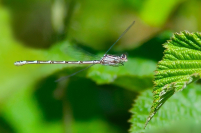 <i class='fa fa-user'></i>&nbsp;jeb&nbsp;|  Watersnuffel&nbsp; <i class='fa fa-eye'>&nbsp;107</i> &nbsp;<i class='fa fa-thumbs-up'>&nbsp;3</i> &nbsp; <i class='fa fa-comment-o'>&nbsp;5</i>