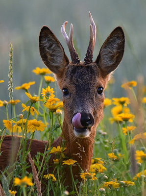 <i class='fa fa-user'></i>&nbsp;robert-jan&nbsp;|  Ree&nbsp; <i class='fa fa-eye'>&nbsp;154</i> &nbsp;<i class='fa fa-thumbs-up'>&nbsp;14</i> &nbsp; <i class='fa fa-comment-o'>&nbsp;6</i>